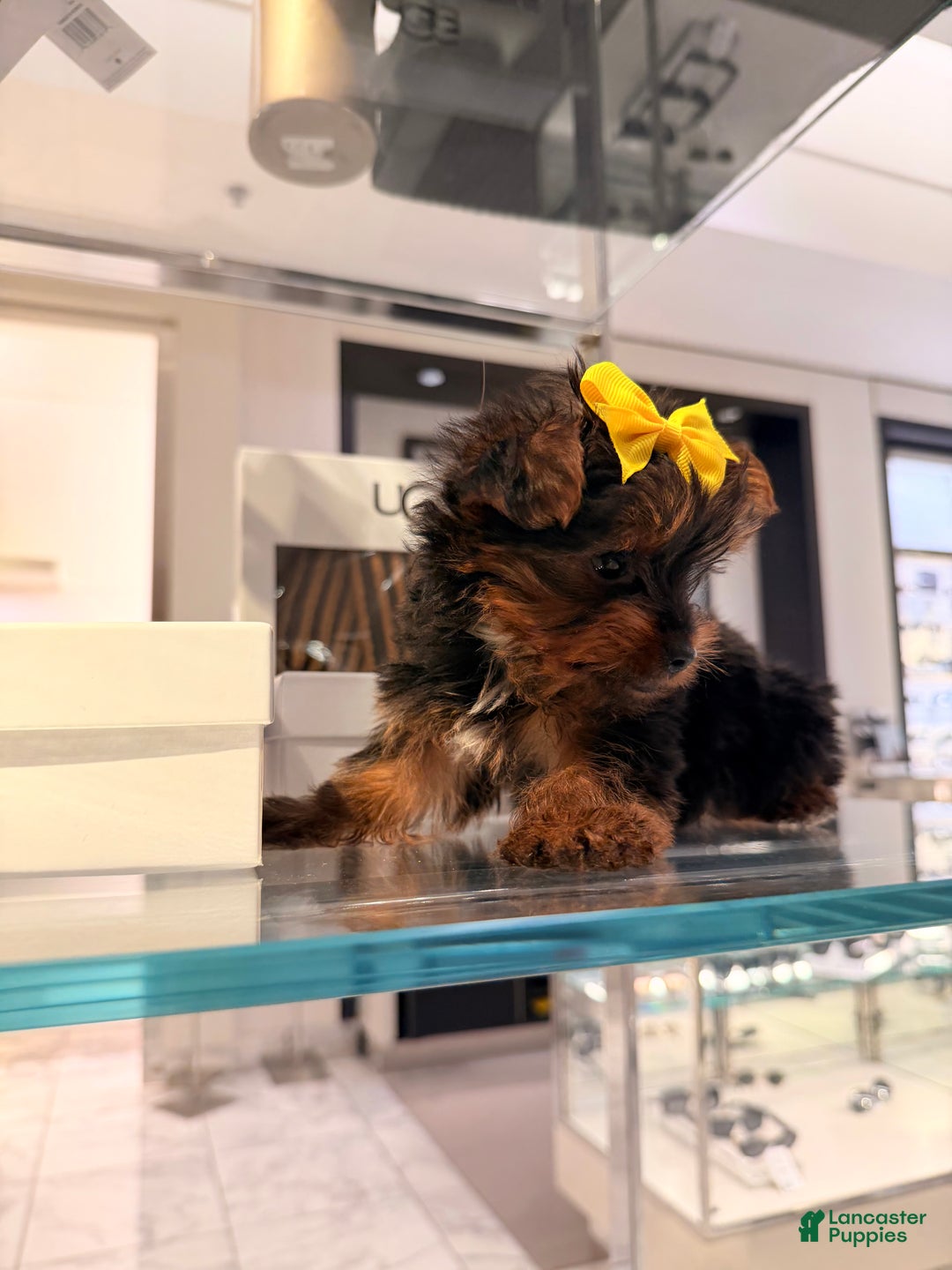 Yorkshire Terrier dogs for sale: TEACUP Barbie  - Ad 2