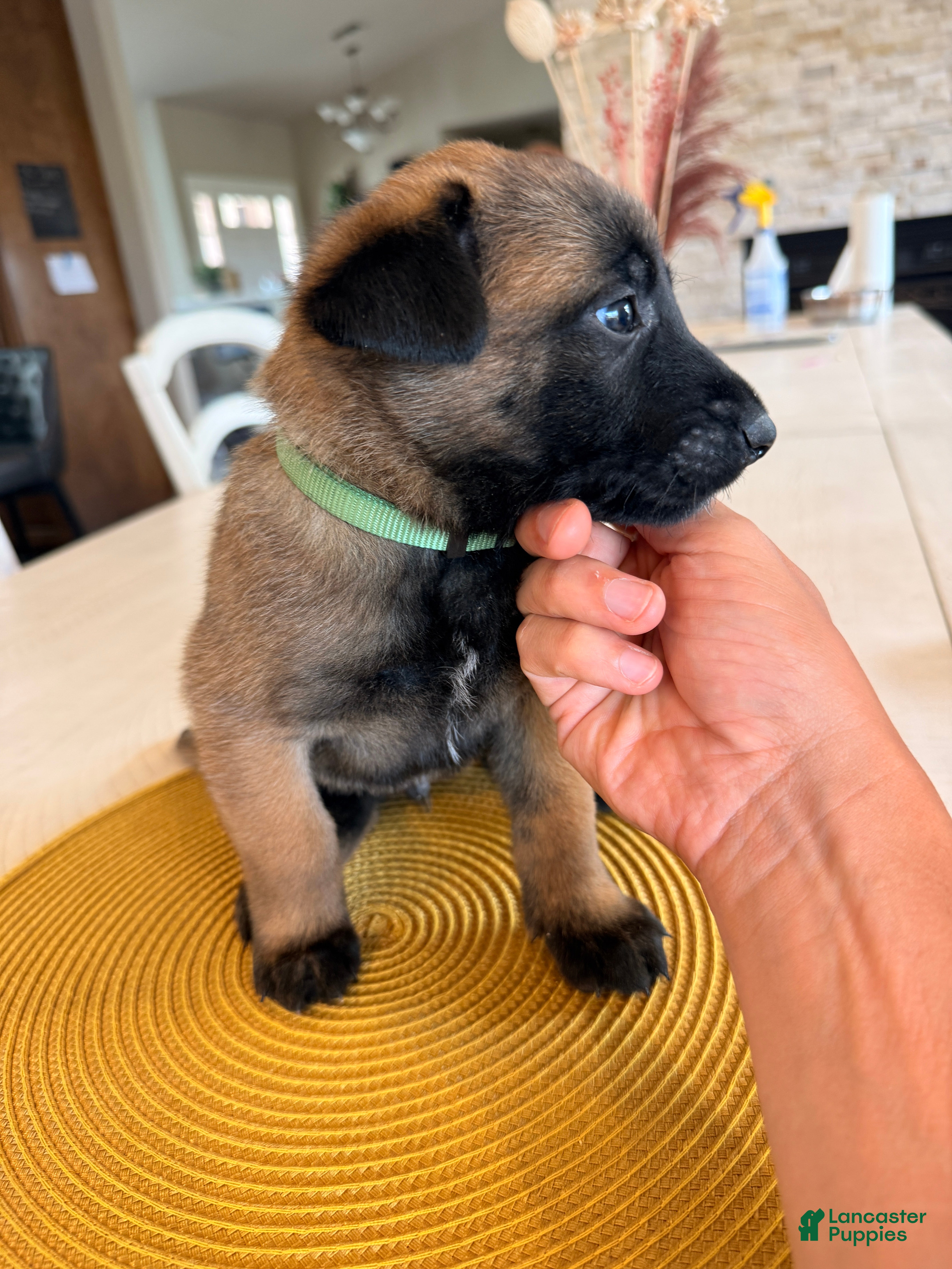 Belgian Malinois dogs Bill - Ad 1