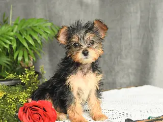 Yorkiepoo dogs for sale: Lacey - Ad 3