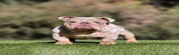 English Bulldog dogs for sale: English Bulldog Puppy 1 - Ad 3