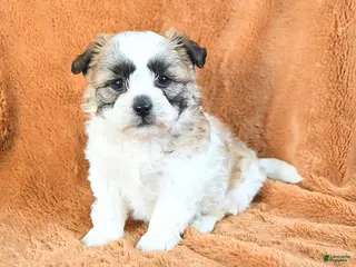 Teddy Bear dogs Noah - Ad 37