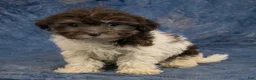 Havanese dogs for sale: Willow - Ad 3