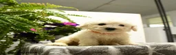 Bichon Frise dogs for sale: Beta - Ad 3