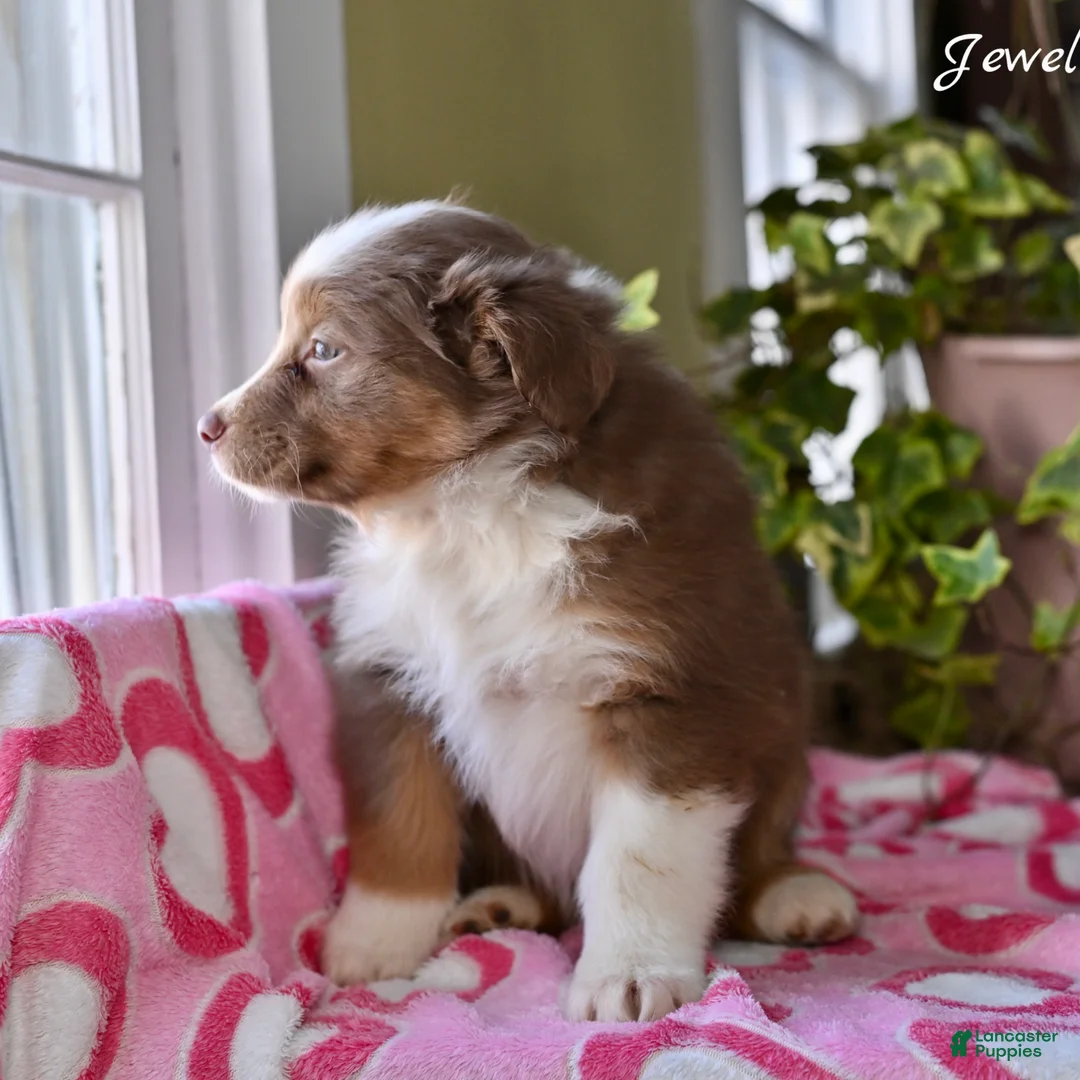 Australian Shepherd dogs for sale: Jewel - Ad 4
