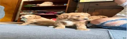 Mini Goldendoodle dogs for sale: Mini Goldendoodle 2 - Ad 2