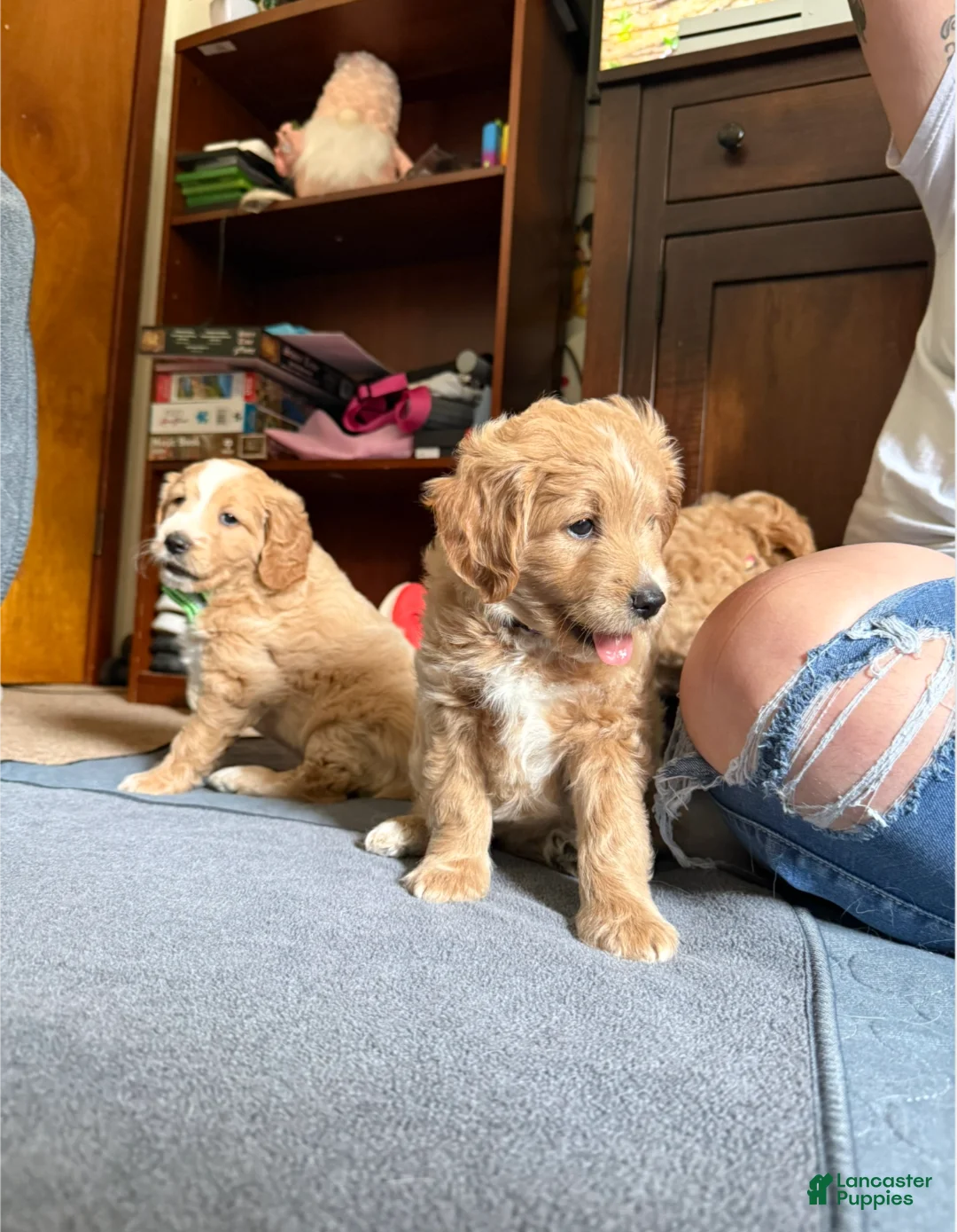 Mini Goldendoodle dogs for sale: Mini Goldendoodle 2 - Ad 2