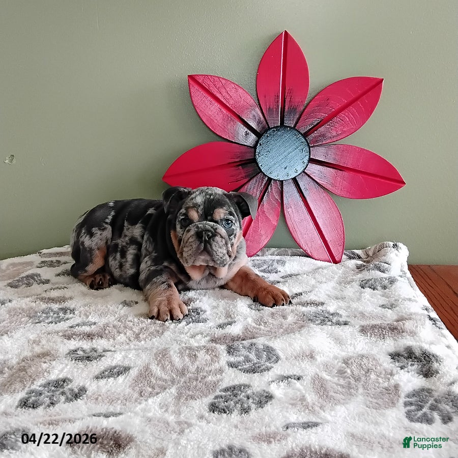 English Bulldog dogs Kayla - Ad 2