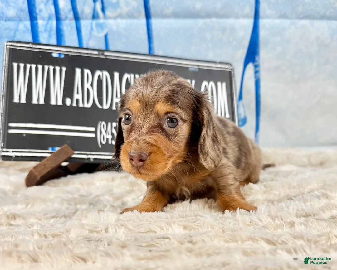 Dachshund dogs for sale: Uno chocolate dapple boy - Ad 19