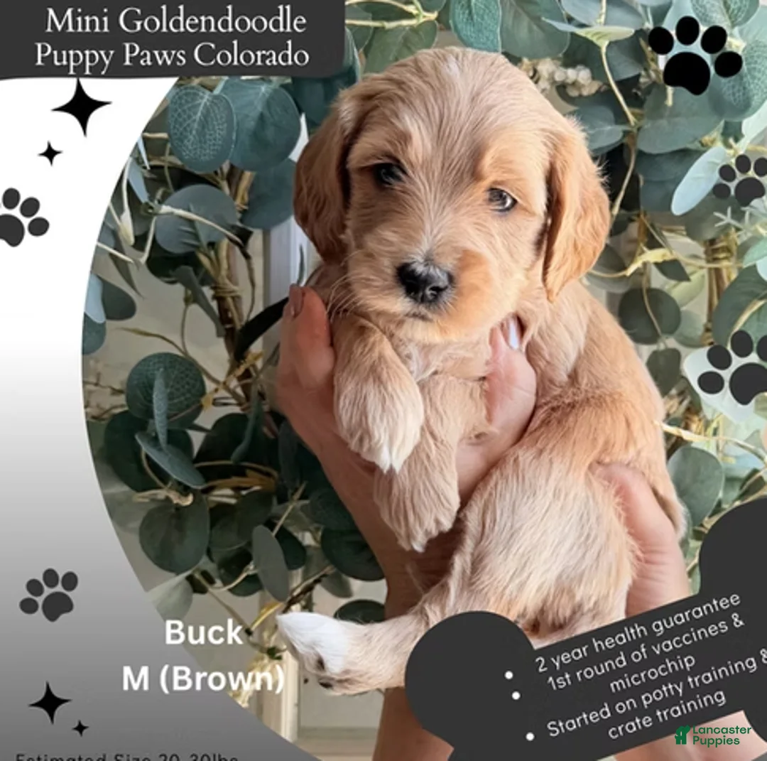 Mini Goldendoodle dogs for sale: Buck - Ad 1