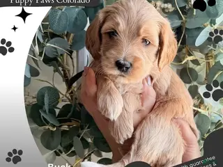 Mini Goldendoodle dogs Buck - Ad 2