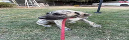 Mixed Breed dogs for sale: Shadow - Ad 3