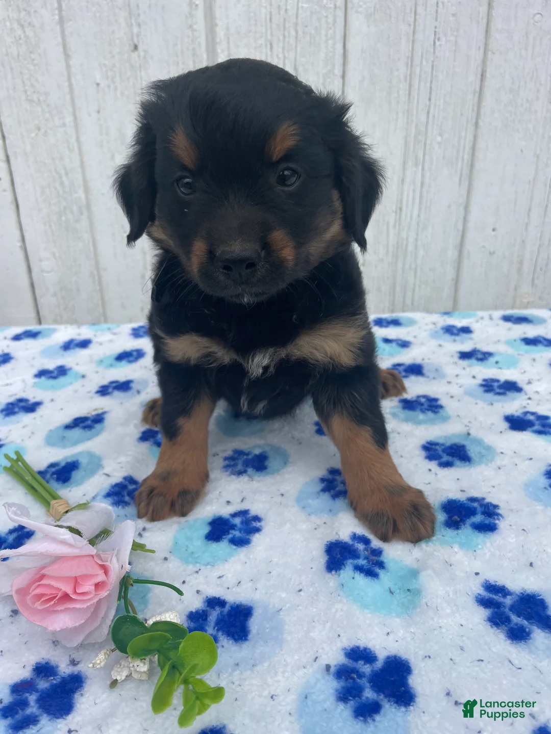 Mixed Breed dogs for sale: Comet - Ad 2
