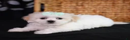 Teddy Bear dogs for sale: Clara - Ad 1