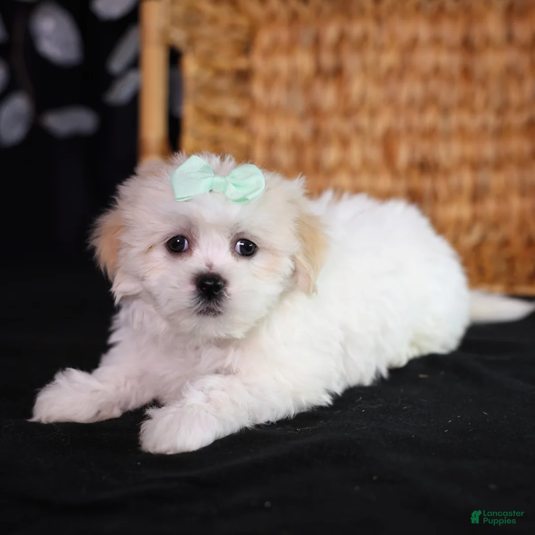 Teddy Bear dogs for sale: Clara - Ad 1