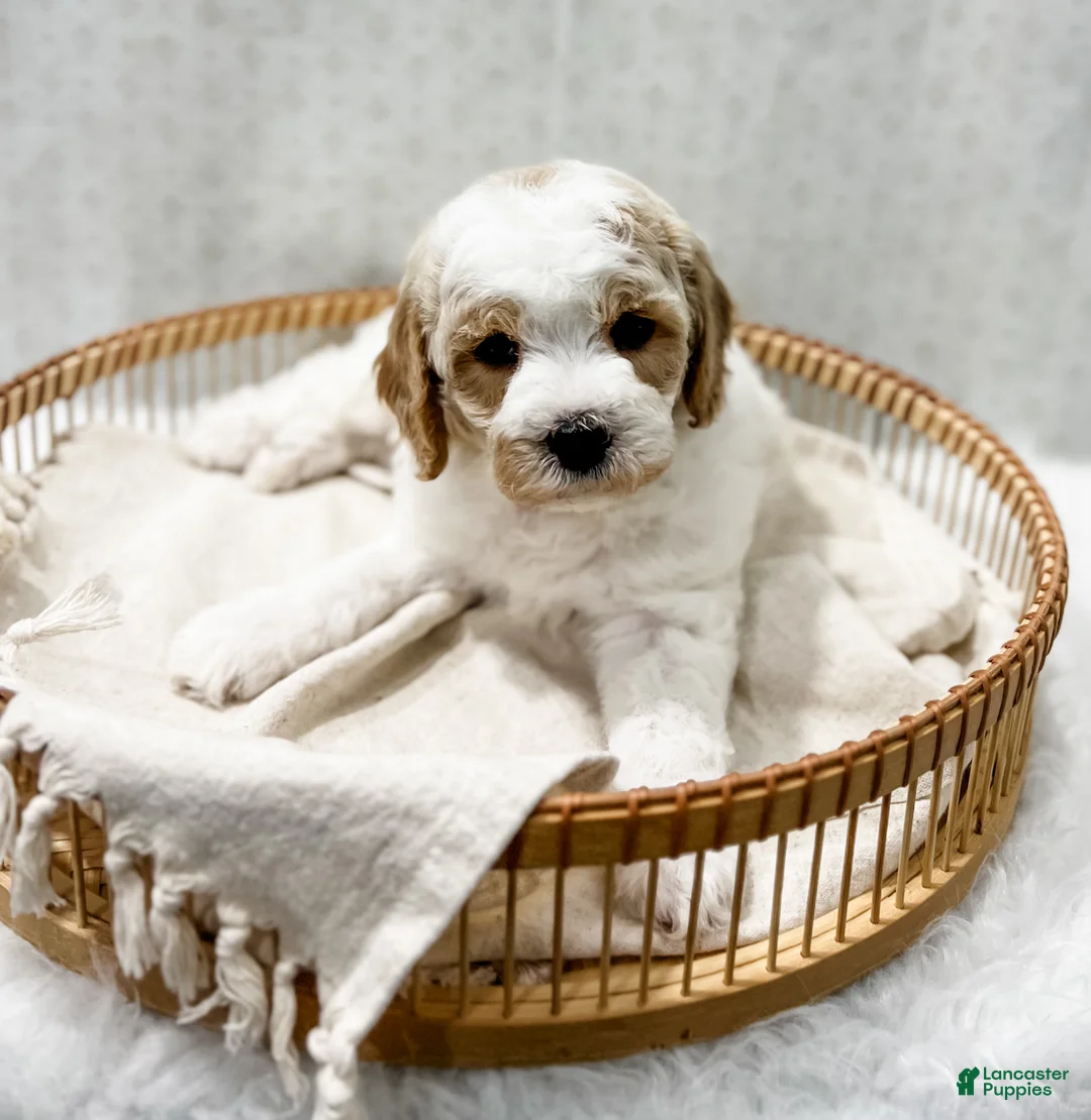 Cavapoo dogs for sale: River - Ad 8