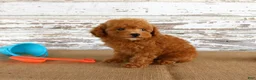 Toy Poodle dogs for sale: Bouncer - Ad 2