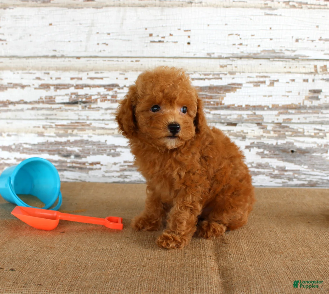 Toy Poodle dogs for sale: Bouncer - Ad 2