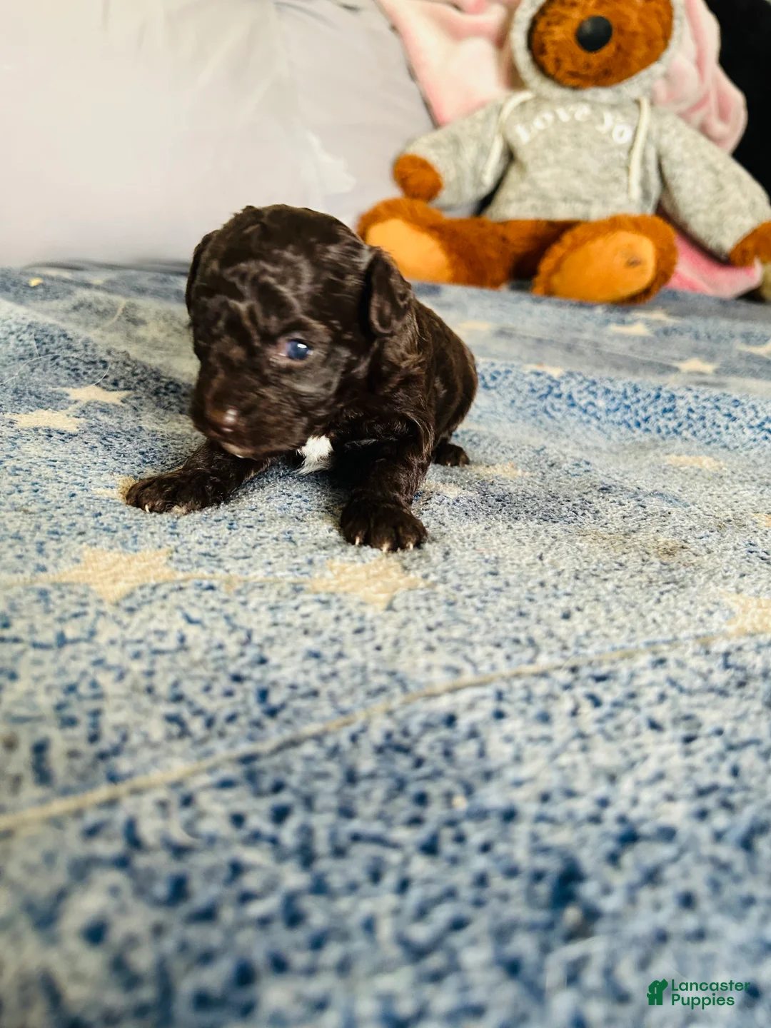 Cavapoo dogs for sale: Noel - Ad 3