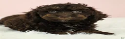 Cockapoo dogs for sale: Caleb 🫧 - Ad 7