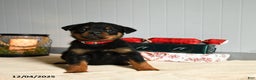 Rottweiler dogs for sale: Reeses - Ad 1