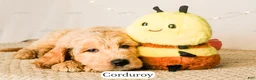 Goldendoodle dogs for sale: Corduroy - Ad 14