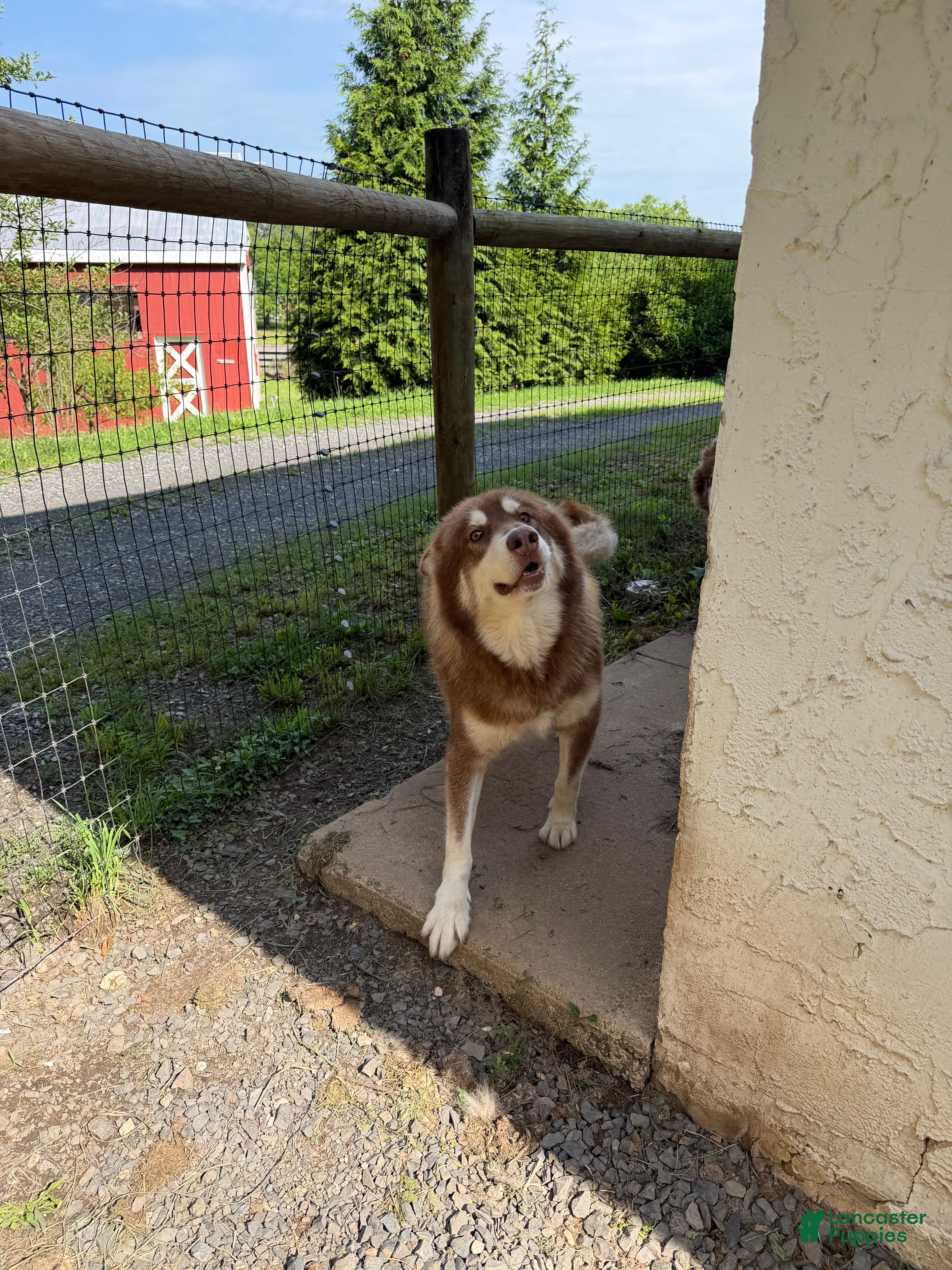 Alaskan Malamute dogs Alaskan Malamute Puppy 1 - Ad 2