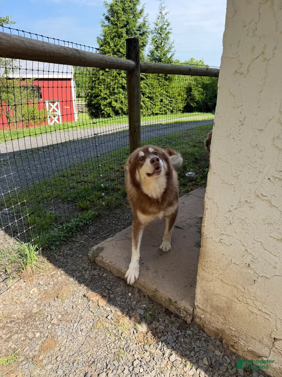 Alaskan Malamute dogs for sale: Alaskan Malamute Puppy 1 - Ad 2