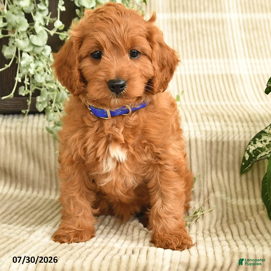 Cavapoo dogs for sale: Parker - Ad 2