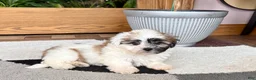 Mixed Breed dogs for sale: Lhasa/Coton male 1 - Ad 7