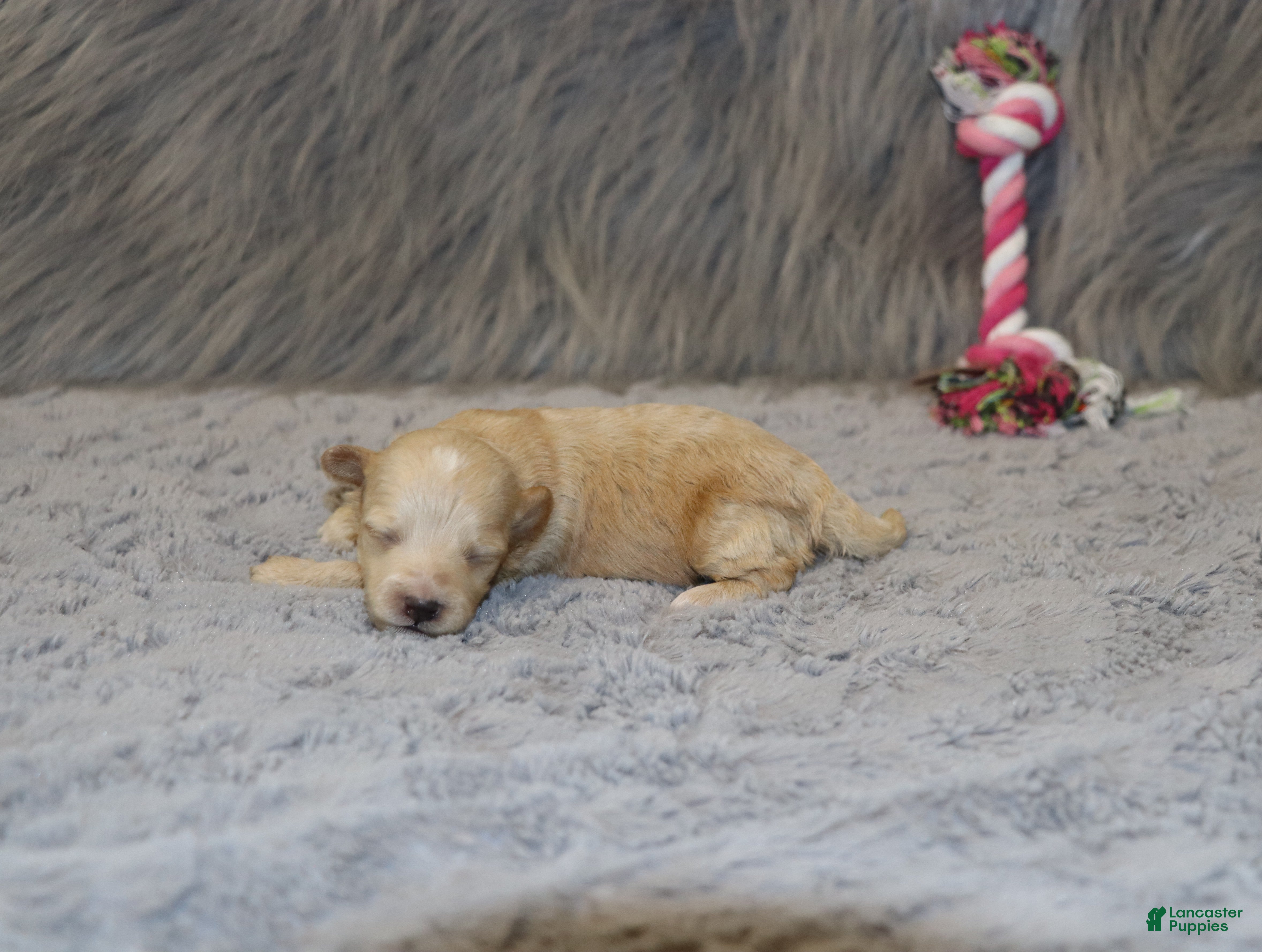 Havapoo dogs Peggy 🌷 Toy/Minature - Ad 2