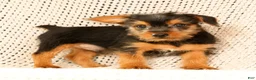 Yorkshire Terrier dogs for sale: Andrew - Ad 7