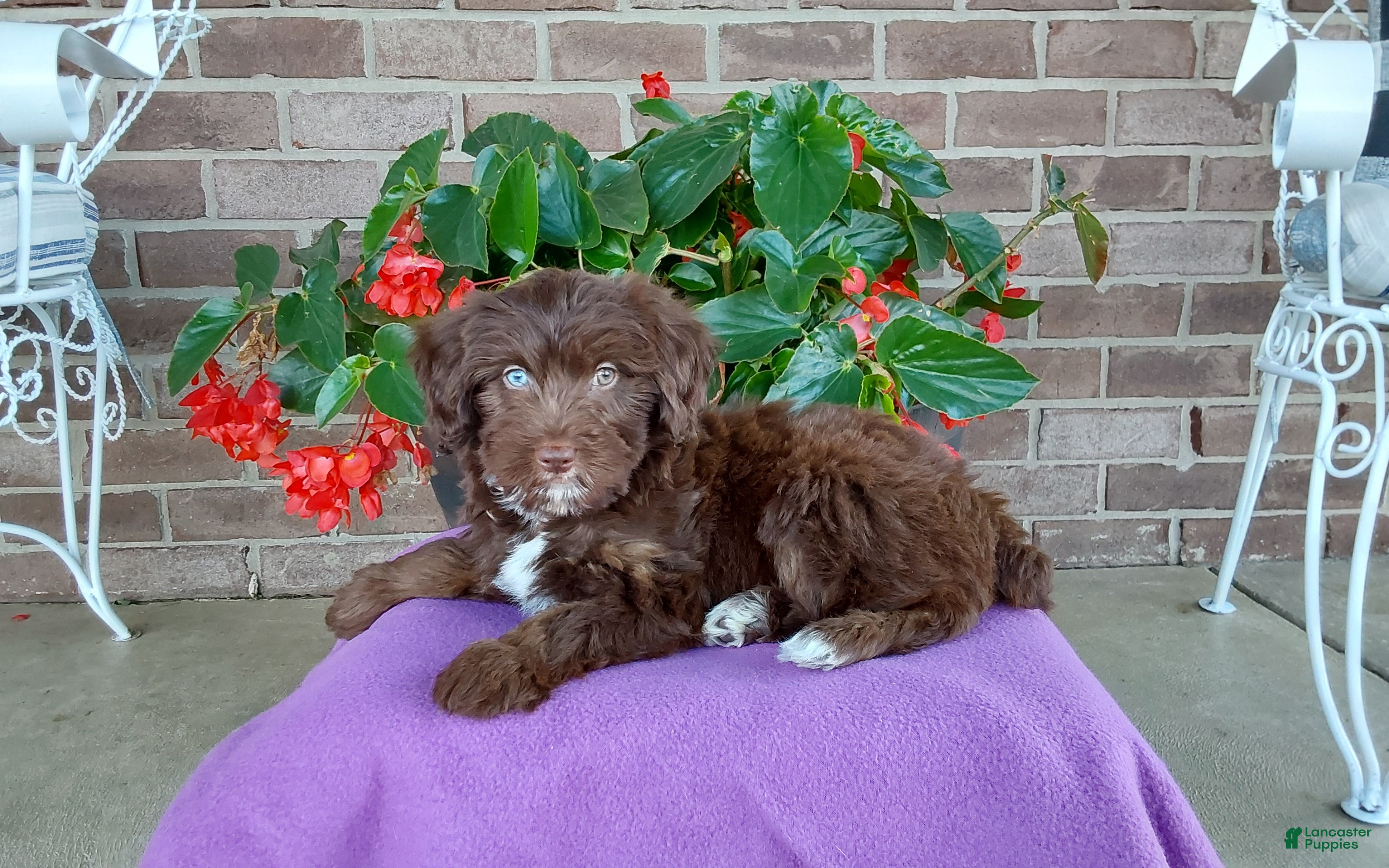 Aussiedoodle dogs Aussiedoodle 1 - Ad 2