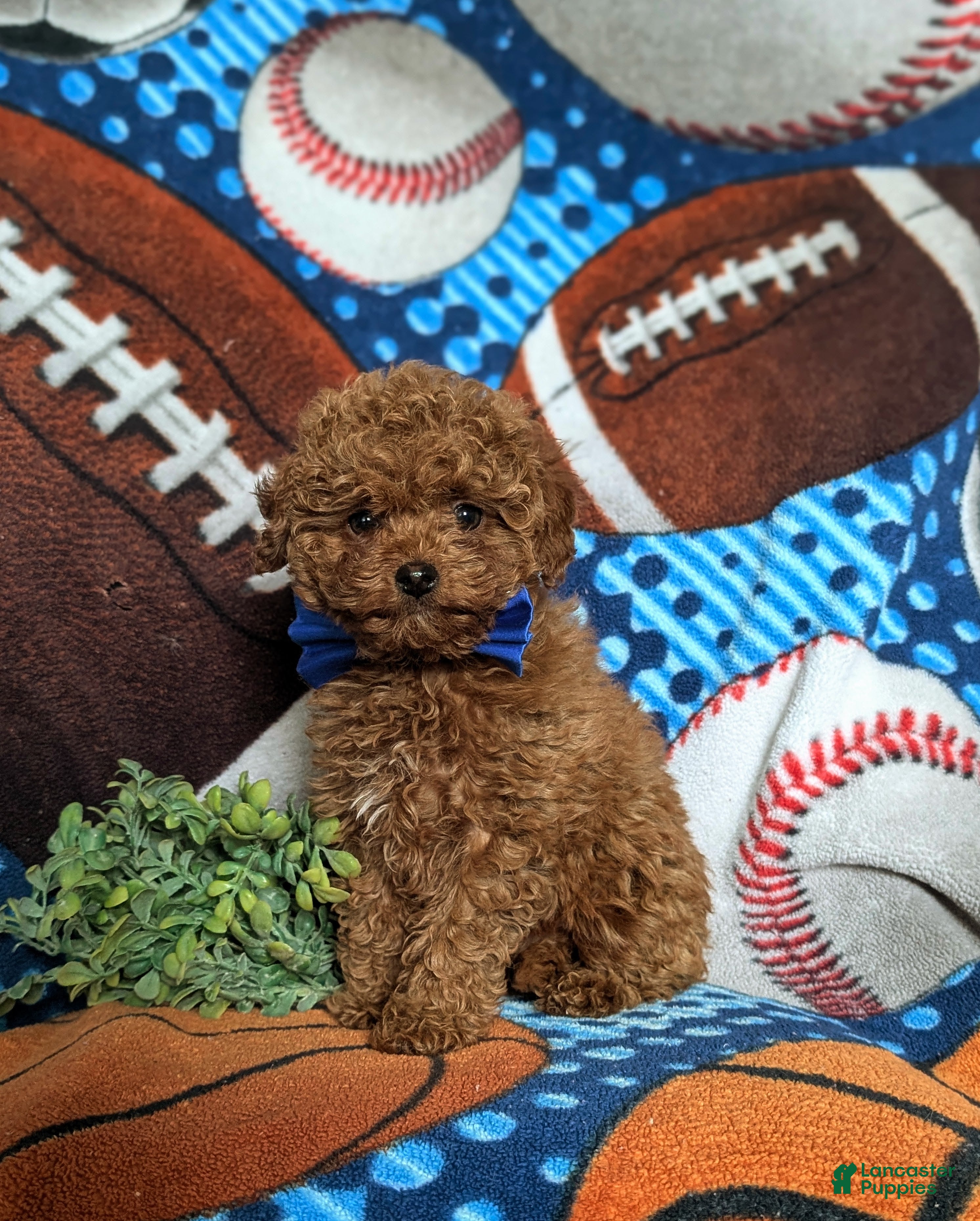 Toy Poodle dogs Bennet - Ad 26