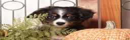 Miniature Australian Shepherd dogs for sale: Elm - Mini Aussie  - Ad 2