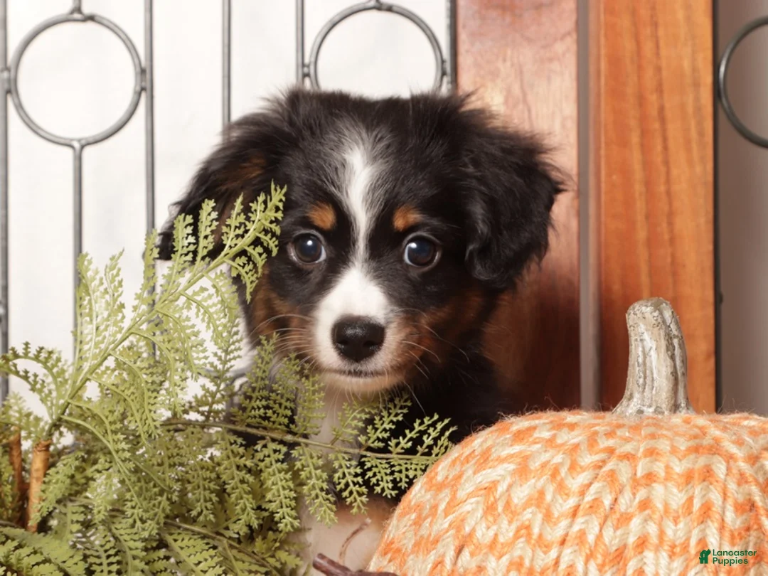 Miniature Australian Shepherd dogs for sale: Elm - Mini Aussie  - Ad 2
