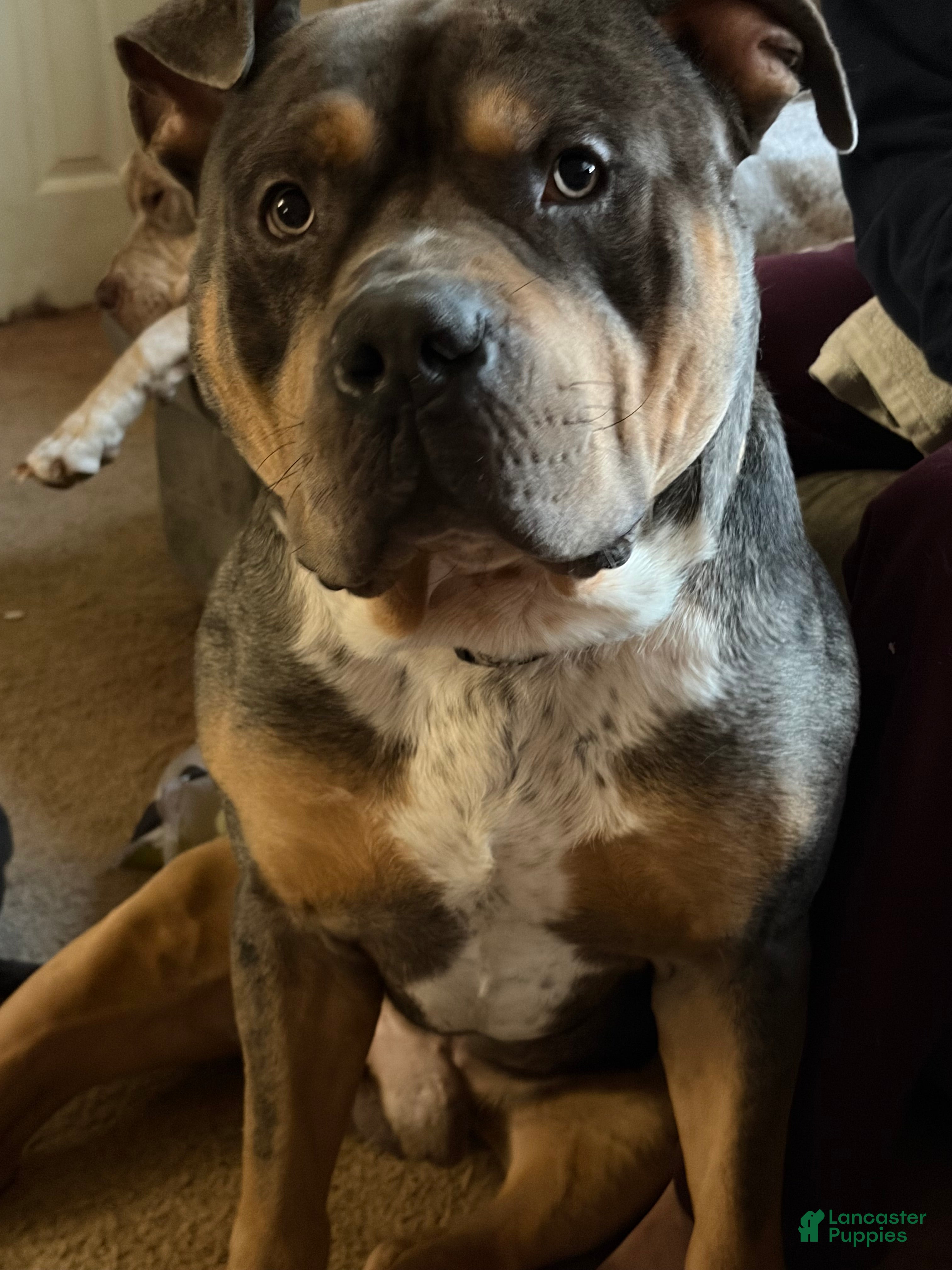 American Bully dogs American Bully 1 - Ad 16