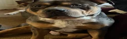 American Bully dogs for sale: American Bully 1 - Ad 1