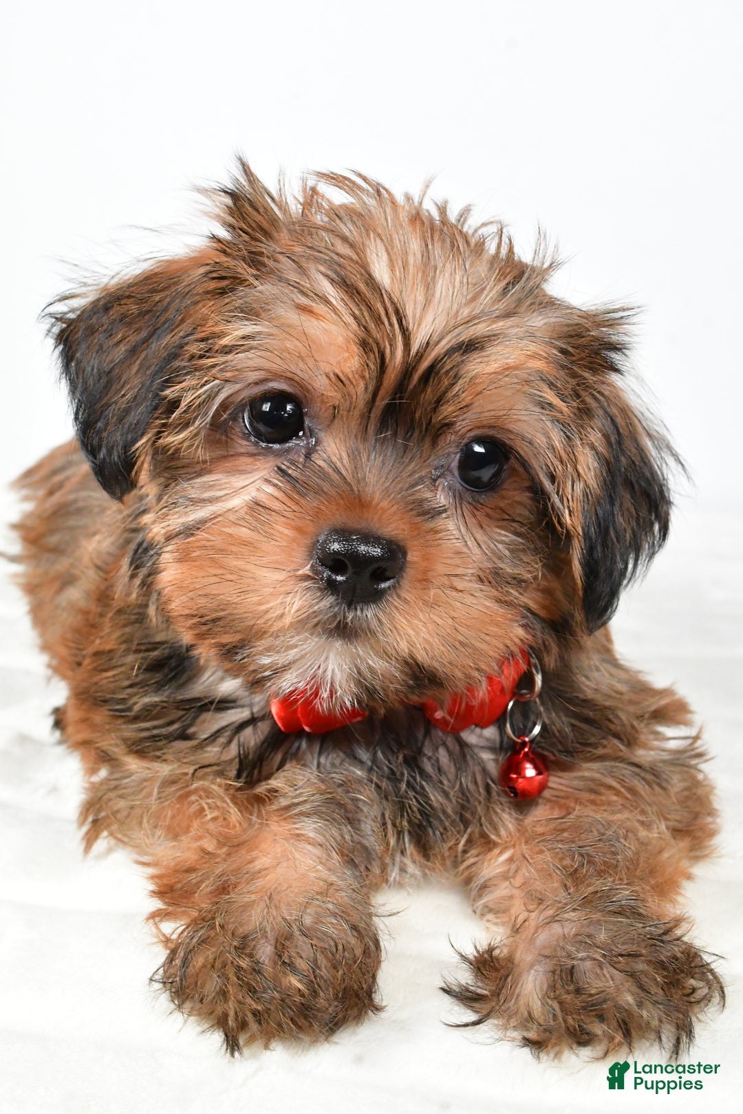 Shorkie dogs for sale: Pebbels - Ad 6
