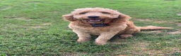 Goldendoodle dogs for sale: Iris - Ad 2