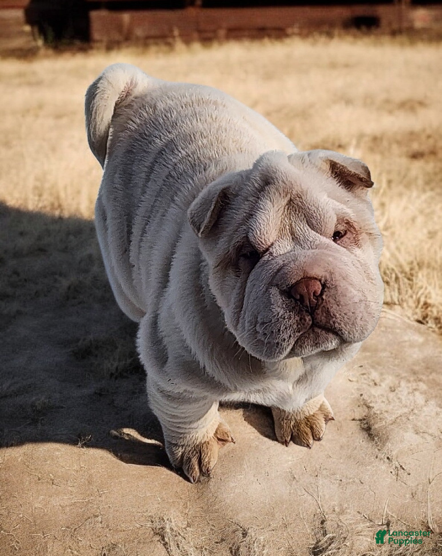 Shar Pei dogs Blizzard mini - Ad 2