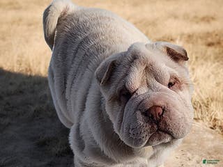 Shar Pei dogs Blizzard mini - Ad 2