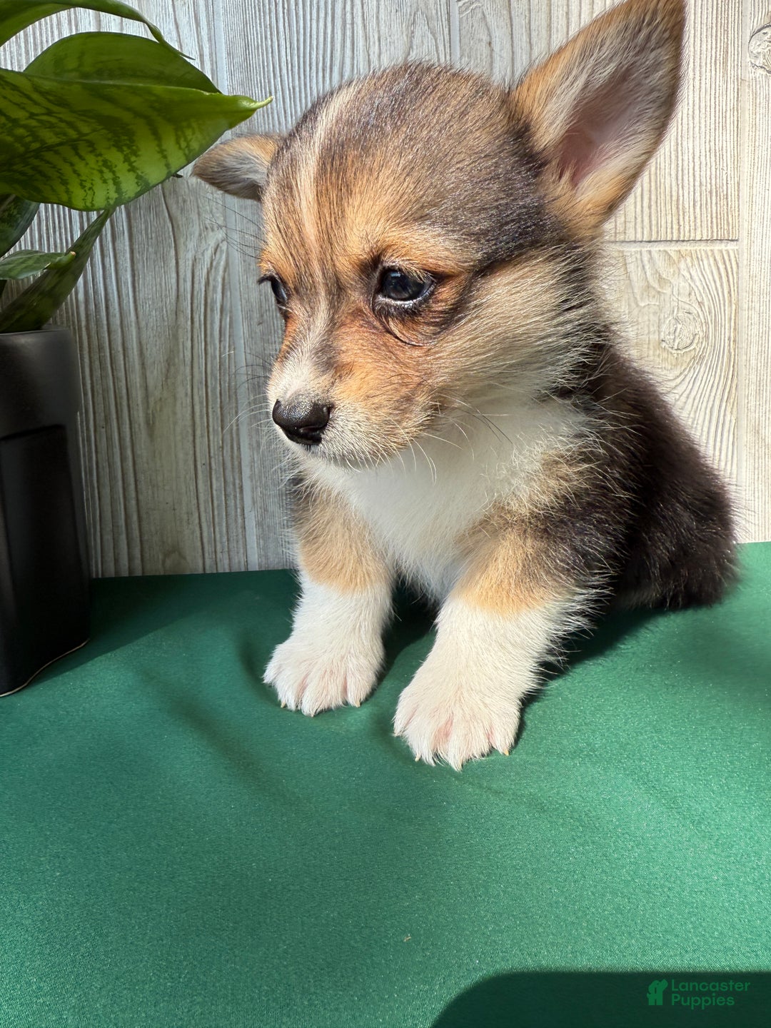 Welsh Corgi Pembroke dogs for sale: Jesse - Ad 9