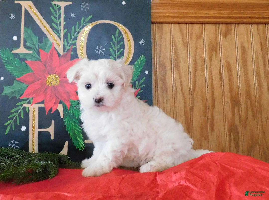 Mixed Breed dogs for sale: Irv - Ad 4