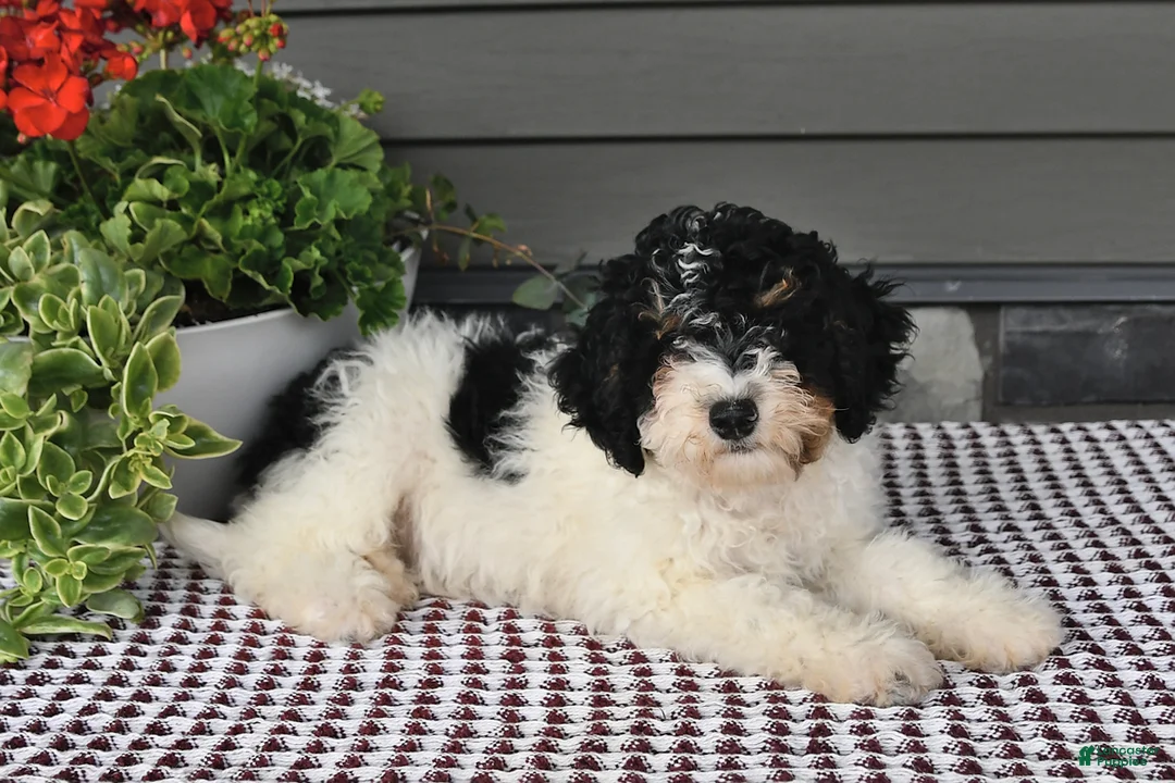 Mini Sheepadoodle dogs for sale: Stacy - Ad 3