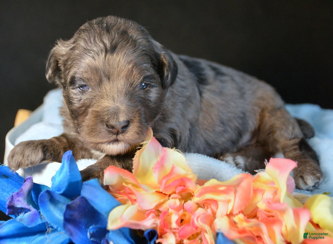 Mini Bernedoodle dogs for sale: Micro Bernedoodle Puppy 2 Baxter - Ad 5