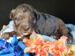 Mini Bernedoodle dogs Micro Bernedoodle Puppy 2 Baxter - Ad 26