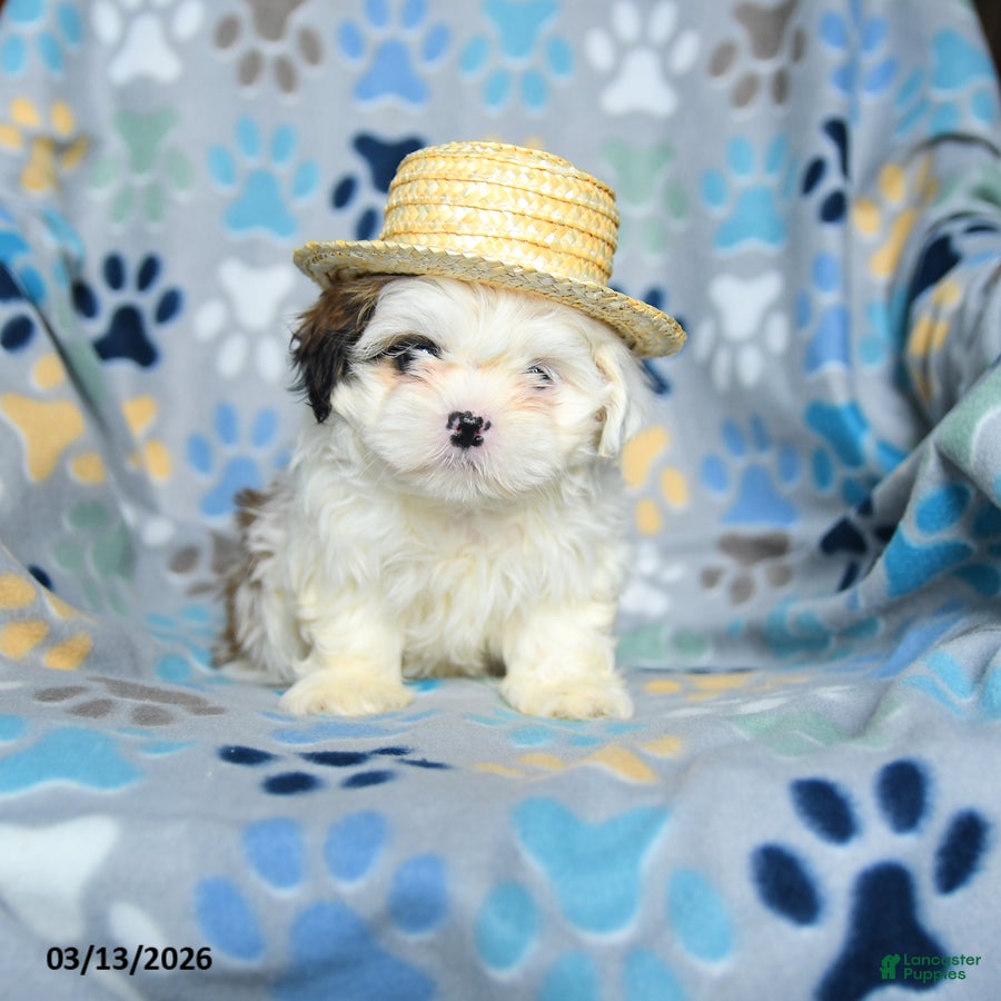 Shih Tzu dogs Winny - Ad 2