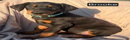 Doberman Pinscher dogs for sale: Bella WEEKEND SPECIAL $250 OFF! - Ad 17