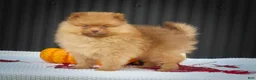 Pomeranian dogs for sale: 🐾 Meet Rosa — A Bouncy Little Ball of Fluff! 🐾 - Ad 10