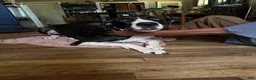 Mixed Breed dogs for sale: Baby 7 - Ad 5